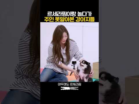 르세라핌이랑 놀다가 주인 못 알아본 강아지들