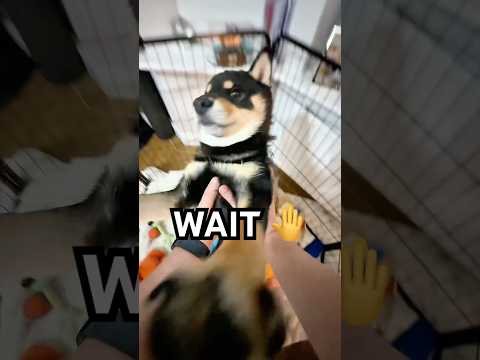 WAIT! Linga guli guli - burnt toast adventures #cutenessoverload