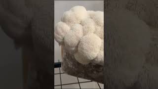 Săculeți de Coama leului #ciuperci #miceliu #mushroom
