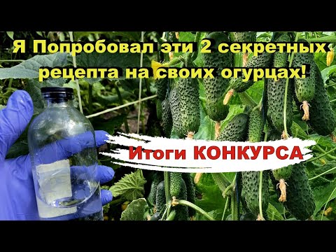 Я в шоке! Чахлые огурцы и помидоры вдруг начали буйно расти!