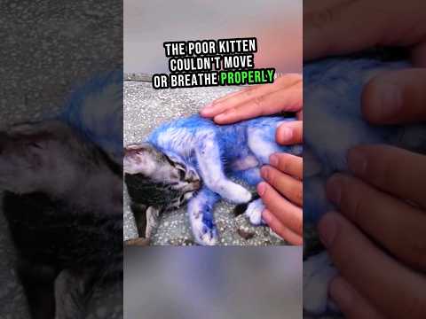 kitten need's help ๐ญ๐ #shorts #cat #rescue