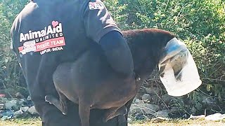 10 close calls! These angels were trapped in wells, gates, plastic jars and more.