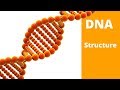 Understanding DNA Structure
