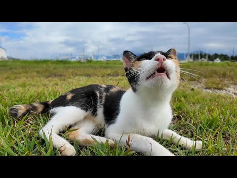 公園横の芝生を歩く三毛猫ちゃん