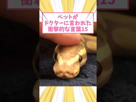 ペットがドクターに言われた衝撃的な言葉15