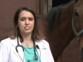 Veterinary Medicine Insights and Practices