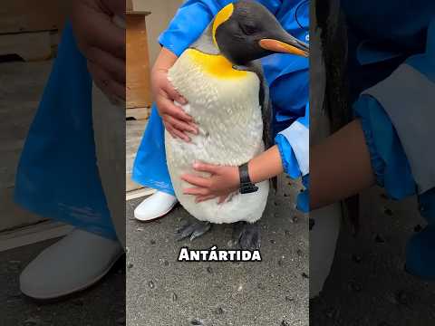 ¿Qué pasa si intentas tocar un pingüino? 😮