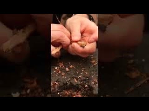Ancient Natural fire fungus #shorts #bushcraft #survival