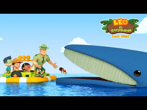 Ballena Jorobada 🐋 | Leo, El Explorador Episodio | Animación | Familia | Niños #compilation