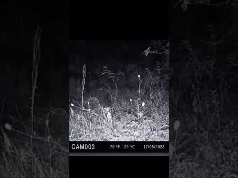 Velociraptor en Brasil