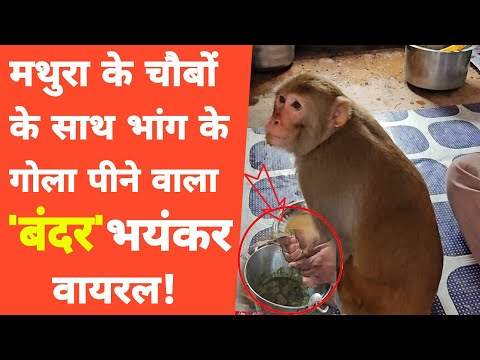 Mathura:भांग पीने वाले बंदर को देखने को लोगों की भीड़ ही भीड़! Monkey