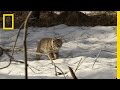Bobcat Kitten Education and Behavior