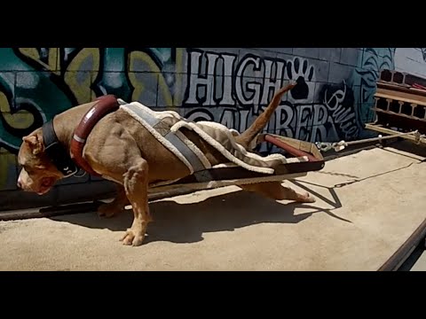 The World's Strongest Pit Bulls use Bully Max
