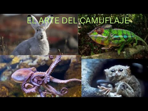 Animales Que Cambian De Color: El Arte Del Camuflaje