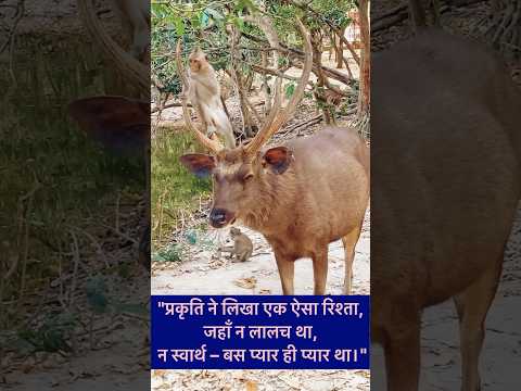 "प्रकृति ने लिखा एक ऐसा रिश्ता,जहाँ न लालच था, न स्वार्थ – बस प्यार ही प्यार था।" #shortsfeed #yt