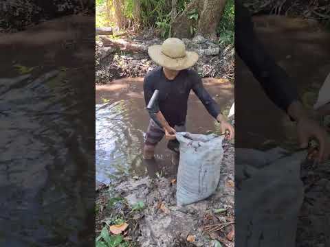 Limpeza da Nascente Part 3 #vidanaroça #rotina #fazenda #limpeza #nascente #preservar #natural