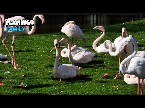 Pleasant Moment Among a Flamingo Family