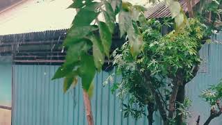 sound of rain 1 hour to sleep soundly seeing trees blowing in the wind