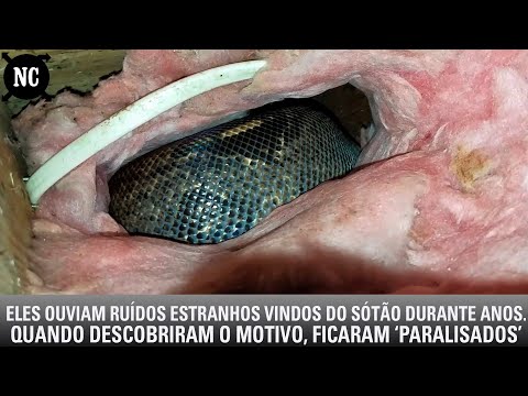 Eles ouviam ruídos estranhos vindos do sótão durante anos. Quando descobriram o motivo 'paralisaram'