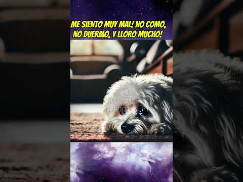 El perrito que quería ir de vacaciones 🥲💔 #perrunos #babyanimal #shortsviral #mascotas #babypet