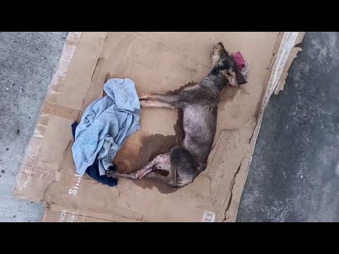 She sobbed,helpless before the dog's fragile life|A Puppy Struggling to Breathe on a Cardboard Sheet