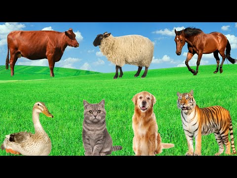 Familiar Animal Sounds - Monkey, Tiger, Horse, Sheep, Cat, Duck - Interesting Animals