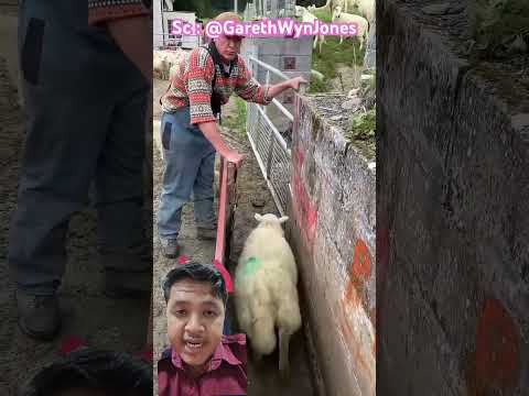 kenapa para domba di pisah 😱‼️ #funny #comedy #shorts