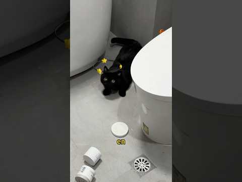The most timid black cat in the world #funny #cute