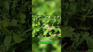 Brain Boost: Unlocking Memory & Cognitive Health 🧠 (Full Video in Description) #lantana
