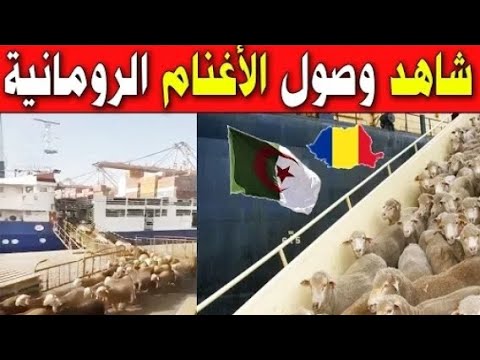دخول كباش رومانيا إلى الجزائر