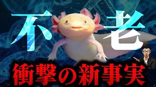 【最新研究】ウーパールーパーで人間の老化が止まるかも！ ？不老不死へ