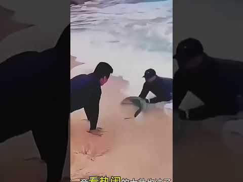Two guys caught a big fish with their bare hands on the beach! #Fishing#Catching fish#Xiaowujie