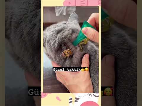 Dış parazit Ense damlası Nasıl Yapılır #shortvideo