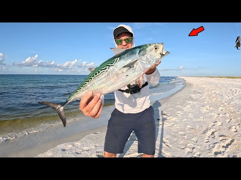 Catch & Cook Bonito from the Beach! *Albie Blitz*