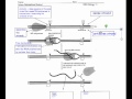 RNA Synthesis and Transcription Concepts