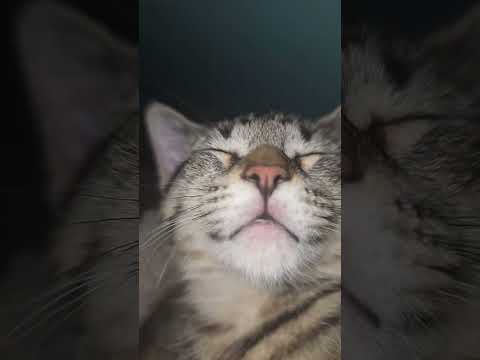 #cat
