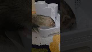 No One Wants Pocket Soup