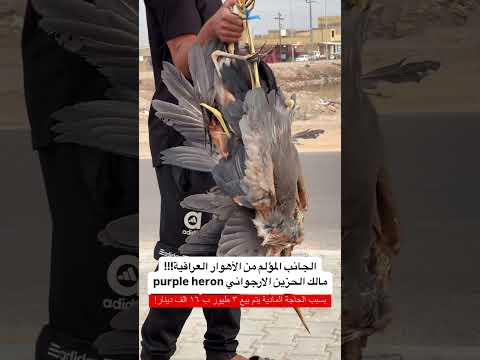 شكد يقهر من تشوف الثروة الحيوانية والحياة البرية دتتدمر بسبب الحاجة #الصيد_الجائر #بيئتي_هويتي