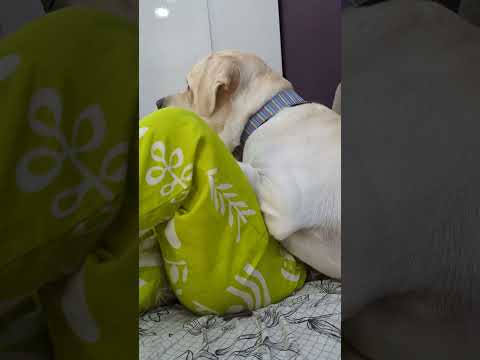 Ye btao mere wala kheera kon sa hai? #joeythepawsome #dog #labrador #doglover #trendingshorts