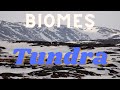 Tundra Adaptations and Survival Strategies