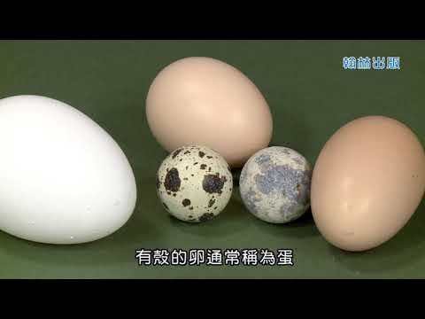 38 動物的繁殖─卵生 - YouTube