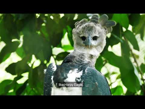 Guyana - An Adventure in Birding with James Currie