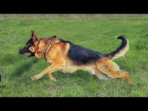 🏆Beauty and strength💪Alfons von Tronje. German Shepherd Odessa 2025