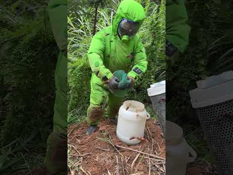 #waspnest #bee #honeybeesting #nature #waspnestremoval #animal #farming #animals #wasp #insects