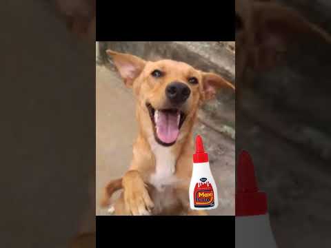 ISSO AQUI É LEITE CONDENSADO🤬 #memes #comédia #cachorro #petsengracados #shorts
