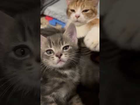 Mother cat protects her baby.💕