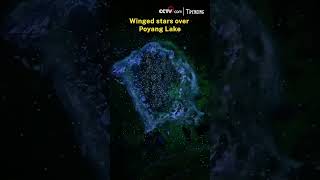 Winged stars over Poyang Lake