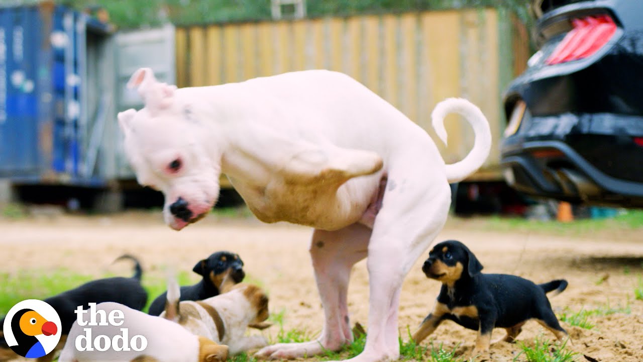 2-Legged Dog Has The Cutest Reaction To His Foster Puppies - The Dodo
