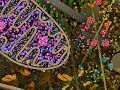 Evolution of Eukaryotic Cells