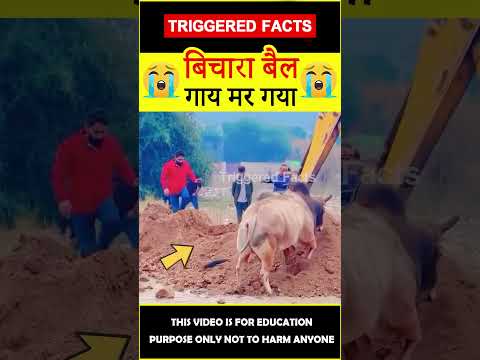 😭बिचारा बैल😭 Bull love on cow #factsinhindi #amazingfacts #triggeredfacts #shorts